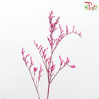 Caspia Dyed - Fuschia Pink (Per Bunch)-Fuschia Pink-China-prflorist.com.my