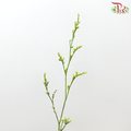 Caspia Dyed - Green (Per Bunch)-Green-China-prflorist.com.my
