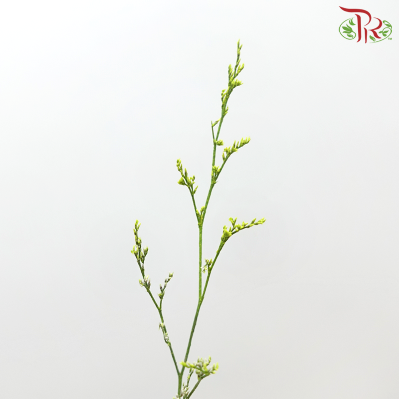 Caspia Dyed - Green (Per Bunch)-Green-China-prflorist.com.my