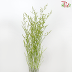 Caspia Dyed - Green (Per Bunch)-Green-China-prflorist.com.my