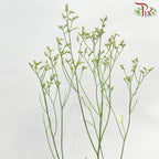 Caspia - Light Pink (Per Bunch)-Pink-China-prflorist.com.my