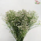 Caspia - Light Pink (Per Bunch)-Pink-China-prflorist.com.my