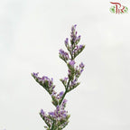 Caspia - Purple (Per Bunch)-Purple-China-prflorist.com.my