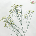 Caspia - Yellow (Per Bunch)-Yellow-China-prflorist.com.my