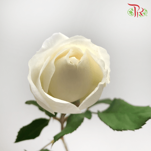 Garden Rose David Austin - Purity Ausoblige (12 Stems) - Pudu Ria Florist