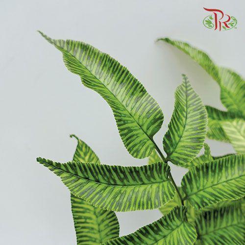 Coniogramme Emeiensis《峨眉凤丫蕨》 - Pudu Ria Florist