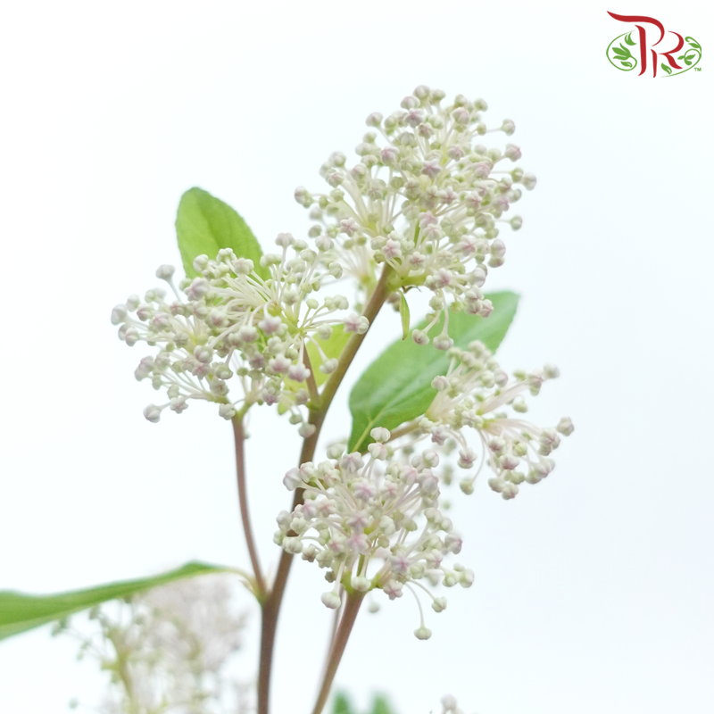 Ceanothus x Pallidus - (5 Stems)-Japan-prflorist.com.my