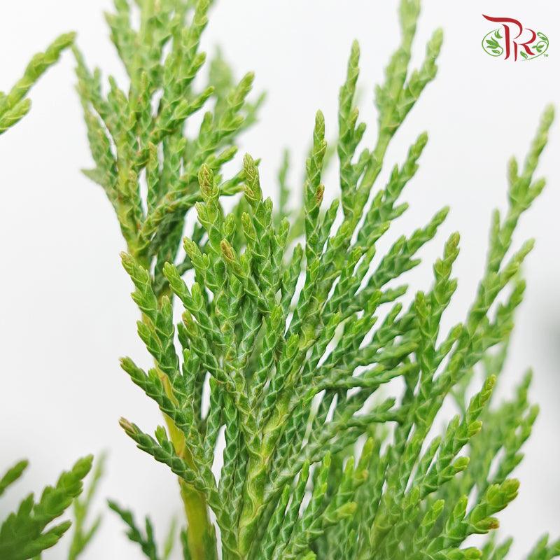 Cedar Leaf Green - (5 Stems)-Green-Africa-prflorist.com.my