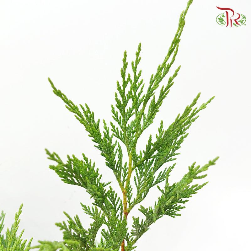 Cedar Leaf Green - (5 Stems)-Green-Africa-prflorist.com.my