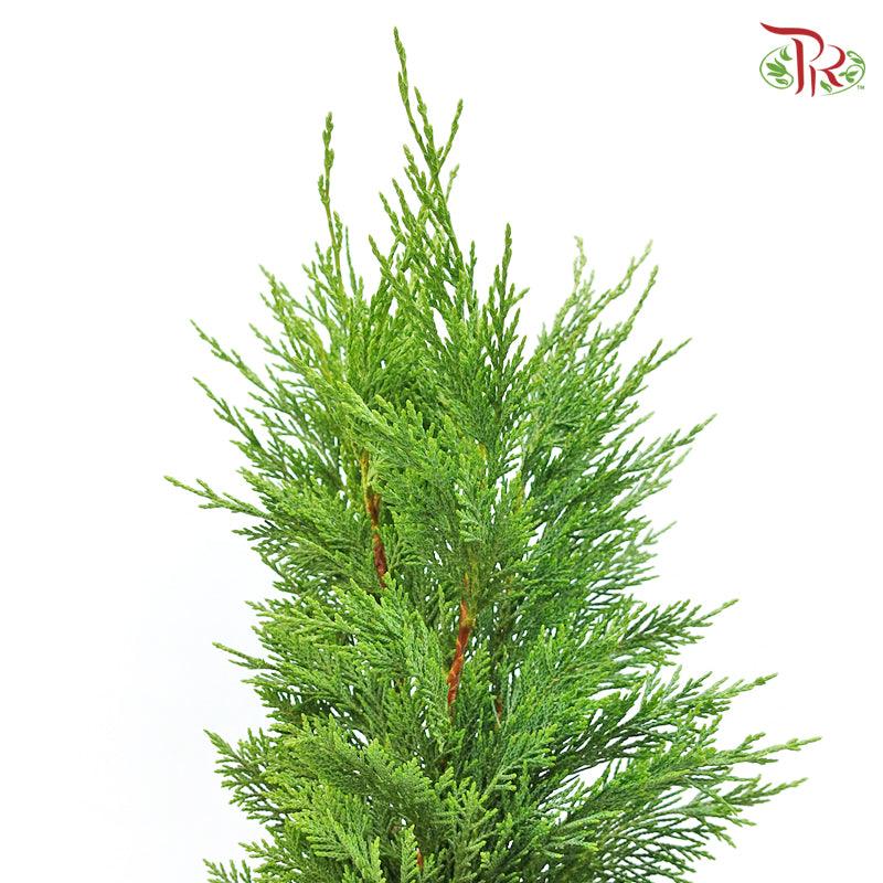 Cedar Leaf Green - (5 Stems)-Green-Africa-prflorist.com.my