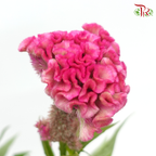 Celosia Cristata - Pink (5 Stems)-Pink-Japan-prflorist.com.my