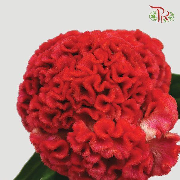 Celosia Cristata - Red (5 Stems)-Red-Import-prflorist.com.my