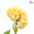 Celosia Cristata