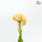 Celosia Cristata
