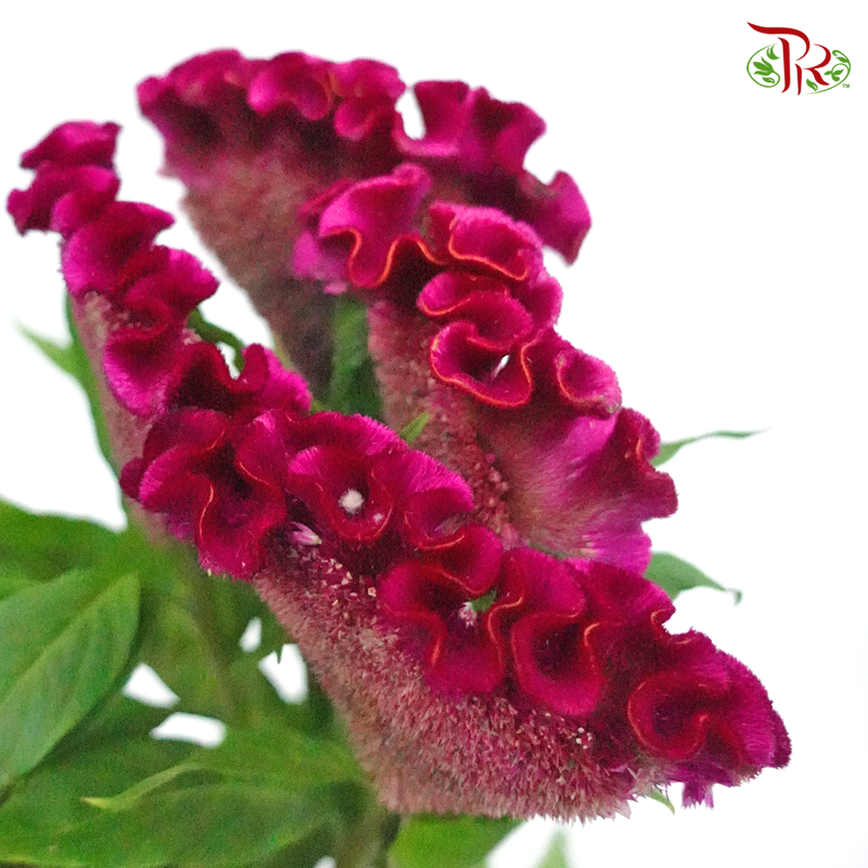 Celosia Flatted Round - Dark Purple (5 Stems)-Purple-Netherland-prflorist.com.my