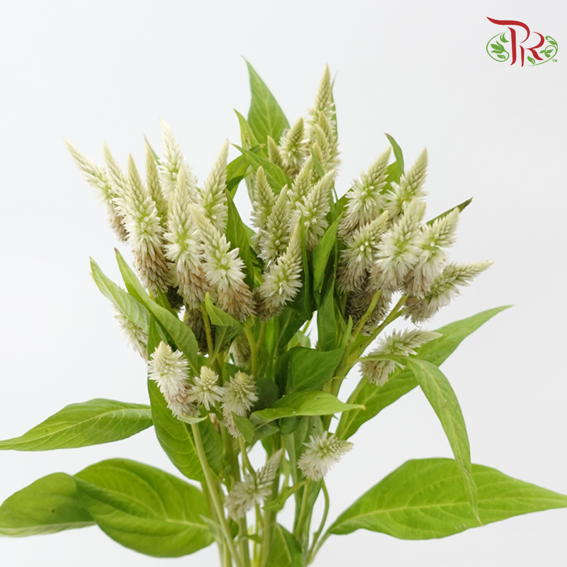 Celosia - Green / Brown (5 Stems)-Green / Brown-Japan-prflorist.com.my