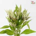 Celosia - Green / Brown (5 Stems)-Green / Brown-Japan-prflorist.com.my