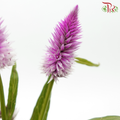 Celosia - Purple (5 Stems)-Magenta-Japan-prflorist.com.my