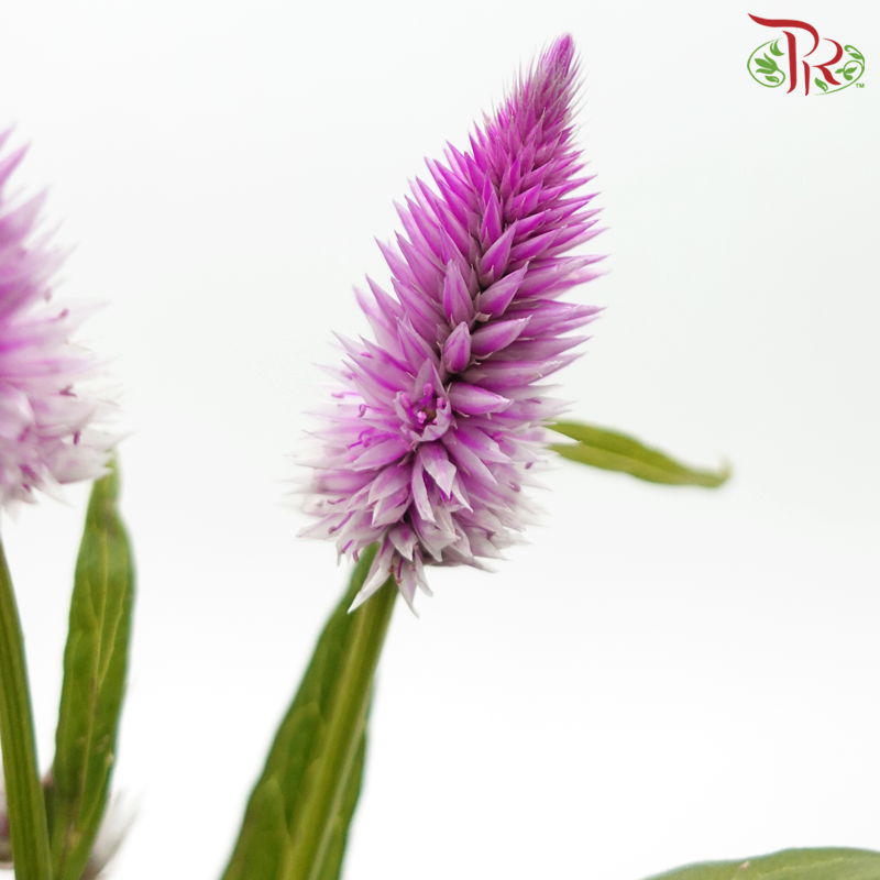 Celosia - Purple (5 Stems)-Magenta-Japan-prflorist.com.my
