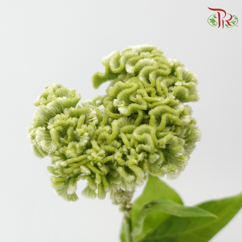 Celosia Round - Green (5 Stems)-Green-Import-prflorist.com.my