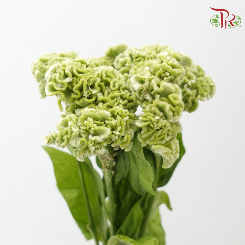Celosia Round - Green (5 Stems)-Green-Import-prflorist.com.my
