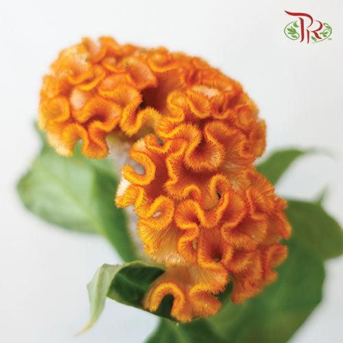 Celosia Round - Orange (5 Stems)-Orange-Netherland-prflorist.com.my