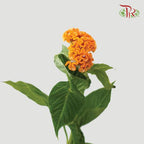 Celosia Round - Orange (5 Stems)-Orange-Netherland-prflorist.com.my