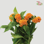 Celosia Round - Orange (5 Stems)-Orange-Netherland-prflorist.com.my