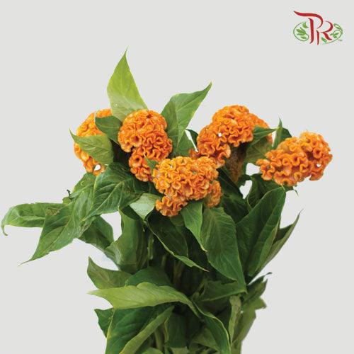 Celosia Round - Orange (5 Stems)-Orange-Netherland-prflorist.com.my