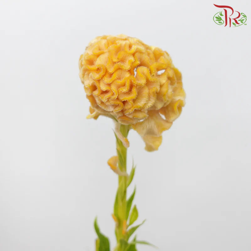 Celosia Round