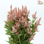 Celosia Sharp & Spray - Light Orange (Per Bunch)-Light Orange-China-prflorist.com.my