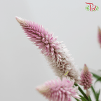 Celosia Sharp & Spray - Lilac (Per Bunch)-Lilac-China-prflorist.com.my