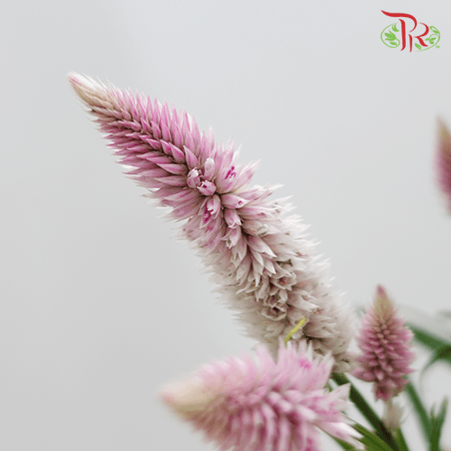 Celosia Sharp & Spray - Lilac (Per Bunch)-Lilac-China-prflorist.com.my