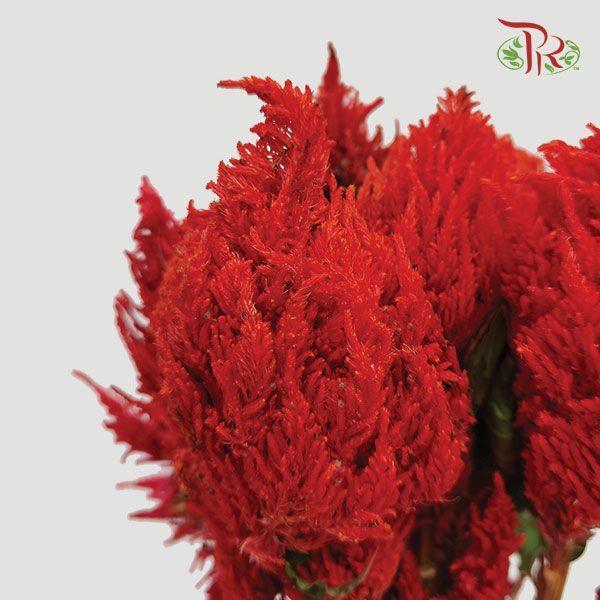 Celosia Sharp & Spray - Red (5 Stems)-Red-Japan-prflorist.com.my