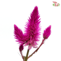 Celosia Sharp & Spray - Redish Purple (Per Bunch)-Purple-China-prflorist.com.my