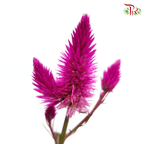 Celosia Sharp & Spray - Redish Purple (Per Bunch)-Purple-China-prflorist.com.my
