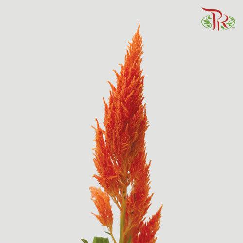 Celosia Spray - Orange (Per Bunch)-Orange-China-prflorist.com.my
