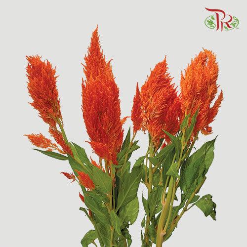 Celosia Spray - Orange (Per Bunch)-Orange-China-prflorist.com.my