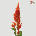 Celosia Spray - Orange (Per Bunch)-Orange-China-prflorist.com.my