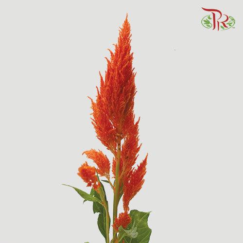 Celosia Spray - Orange (Per Bunch)-Orange-China-prflorist.com.my