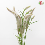 Celosia - White - Light Pink (5 Stems)-White-Light Pink-Japan-prflorist.com.my