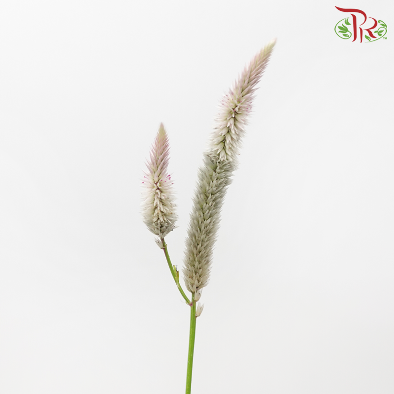 Celosia - White - Light Pink (5 Stems)-White-Light Pink-Japan-prflorist.com.my