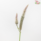 Celosia - White - Light Pink (5 Stems)-White-Light Pink-Japan-prflorist.com.my