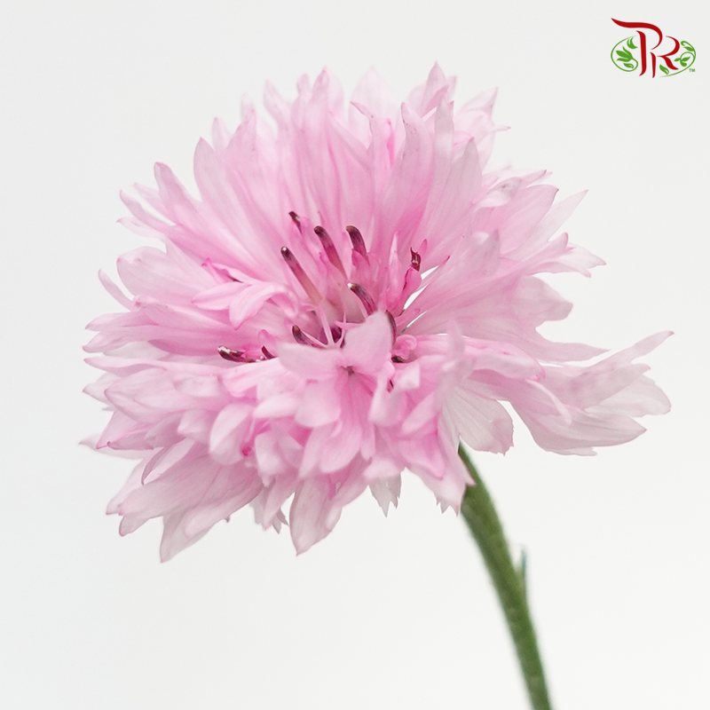 Centaurea (5 Stems)-Pink-Netherland-prflorist.com.my