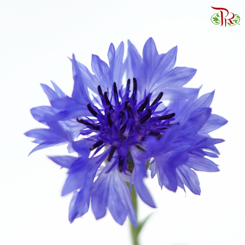 Centaurea -Blue (5 Stems)-Tone Blue-Netherland-prflorist.com.my