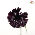 Centaurea - Odessa (5 Stems)-Dark Purple-Japan-prflorist.com.my