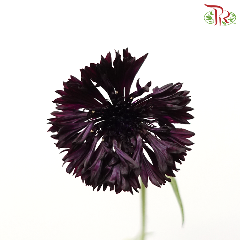 Centaurea - Odessa (5 Stems)-Dark Purple-Japan-prflorist.com.my