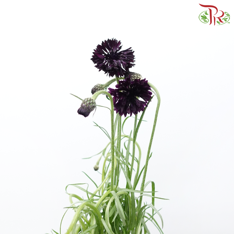Centaurea - Odessa (5 Stems)-Dark Purple-Japan-prflorist.com.my