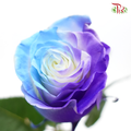 Ceres Rose - Lollipop Asp (10 Stems) - Pudu Ria Florist