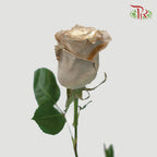 Ceres Rose - Almond (10 Stems)-Ecd-prflorist.com.my